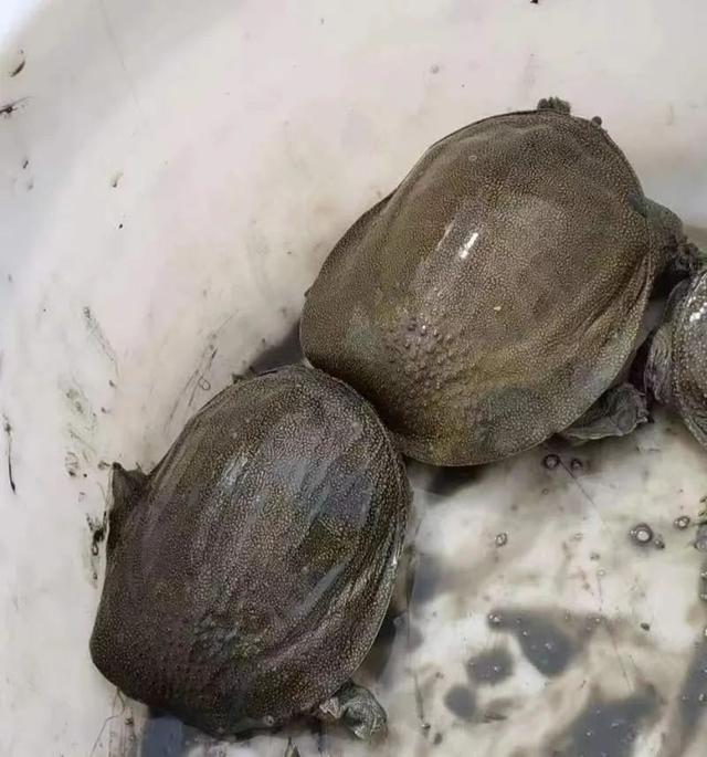 甲魚綜合批發(fā)求購信息，甲魚綜合批發(fā)求購信息網(wǎng)？