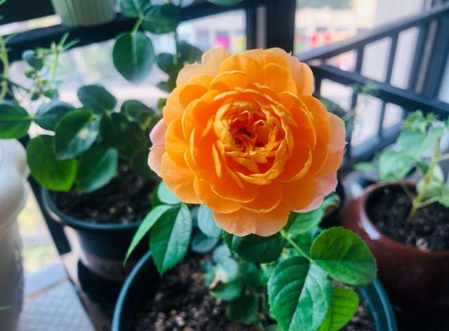月季花種苗批發(fā)，月季花苗批發(fā)零售？