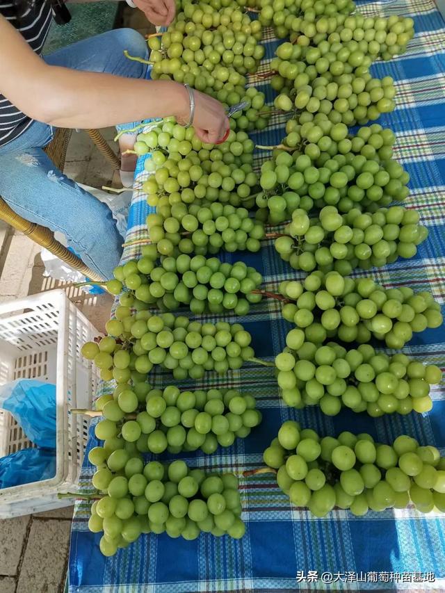 葡萄樹苗批發(fā)基地，新品種葡萄苗批發(fā)基地？