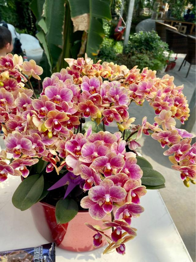 批發(fā)花卉去哪里進貨，批發(fā)花卉去哪里進貨北京？