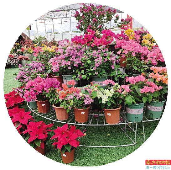 花卉批發(fā)市場進貨渠道，廣州花卉批發(fā)市場進貨渠道？