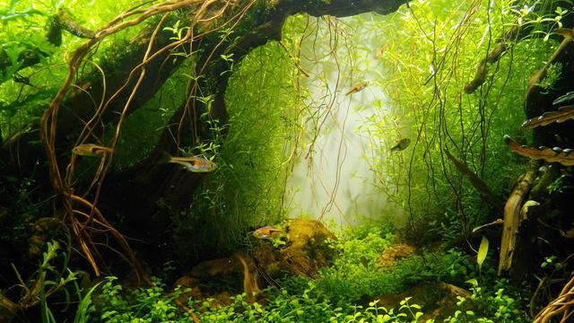 大型魚(yú)缸批發(fā)市場(chǎng)，觀賞魚(yú)魚(yú)缸批發(fā)最便宜？