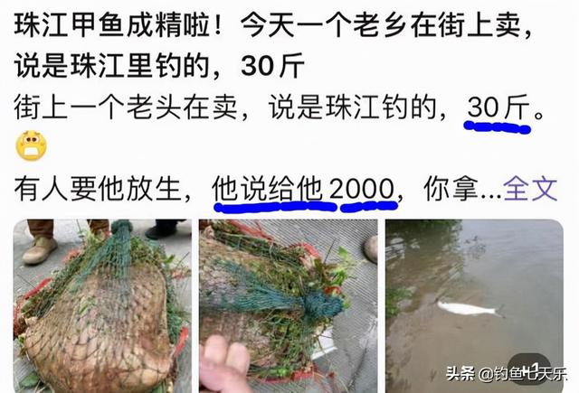 甲魚批發(fā)網(wǎng)，甲魚批發(fā)商？