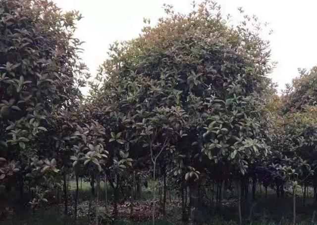 園林綠化樹苗批發(fā)價格，園林綠化樹苗批發(fā)價格表？