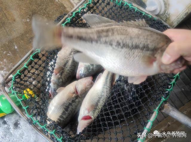 本地魚苗批發(fā)在哪里進貨，本地魚苗批發(fā)在哪里進貨的？