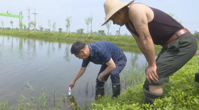 龍蝦苗批發(fā)蝦苗基地，蝦苗批發(fā)價格？