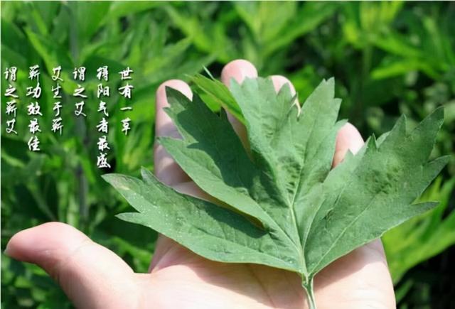 批發(fā)艾條，批發(fā)艾條廠家？