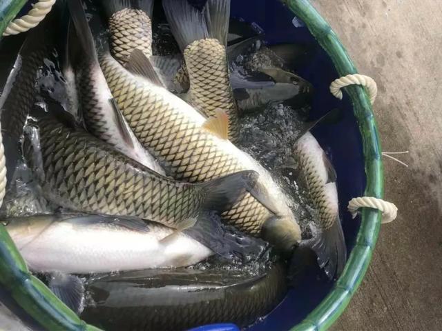 本地魚苗批發(fā)在哪里進(jìn)貨好，本地魚苗批發(fā)在哪里進(jìn)貨便宜？