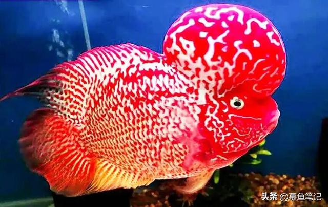 觀賞魚(yú)魚(yú)缸批發(fā)市場(chǎng)，觀賞魚(yú)缸批發(fā)價(jià)格？