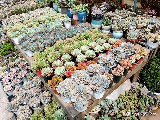 廣州花卉市場批發(fā)在哪里進(jìn)，廣州花卉市場批發(fā)在哪里賣？