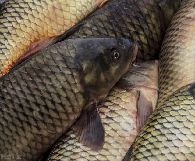 魚苗去哪里批發(fā)，附近哪有魚苗批發(fā)的？