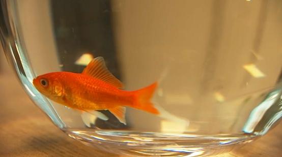 觀賞魚魚缸批發(fā)市場，觀賞魚缸批發(fā)價(jià)格？