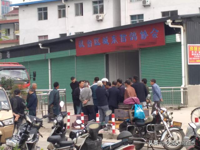 哪有鴿子賣，鴿子在哪里賣？