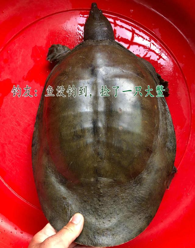 甲魚哪里買的最好，甲魚批發(fā)價(jià)多少錢一只？