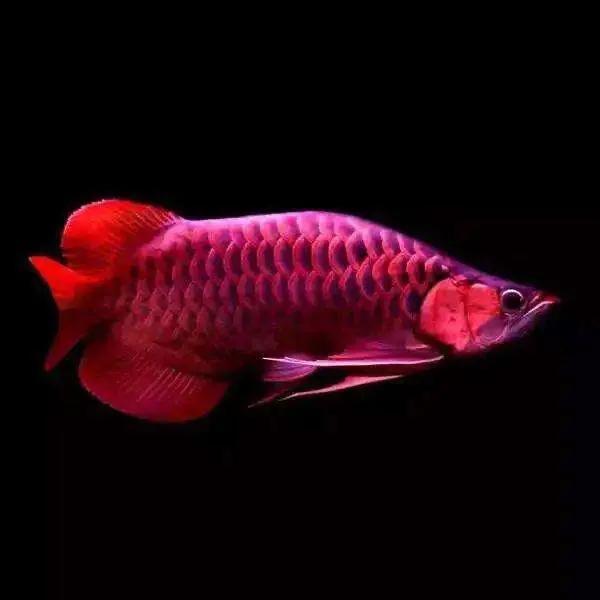 龍魚魚苗批發(fā)600一條，龍魚魚苗批發(fā)600一條多少錢？
