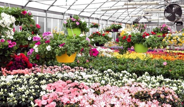 塑料花盆批發(fā)價格最低，哪有批發(fā)塑料花盆的？