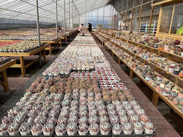 徐州花卉綠植批發(fā)基地，徐州花卉綠植批發(fā)基地營(yíng)業(yè)時(shí)間？