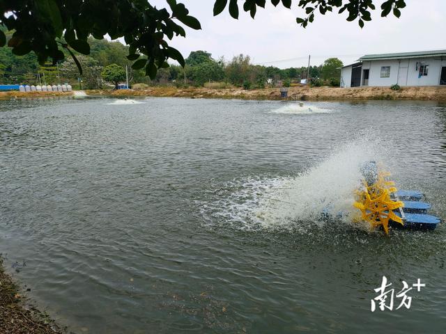 活魚批發(fā)從哪里進(jìn)貨便宜，活魚批發(fā)從哪里進(jìn)貨便宜江蘇省？