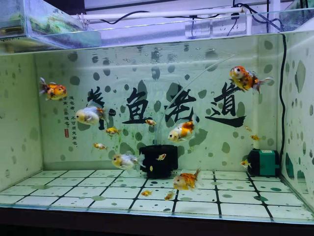 新手開水族店怎么進(jìn)貨視頻講解，新手開水族店怎么進(jìn)貨視頻教學(xué)？