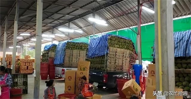 泰國榴蓮批發(fā)市場進貨渠道，泰國榴蓮批發(fā)市場進貨渠道圖片？