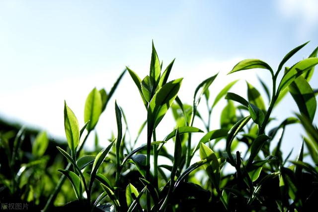 茶葉批發(fā)的進(jìn)貨渠道最便宜的地方在哪里，茶葉批發(fā)的進(jìn)貨渠道最便宜的地方是哪里？