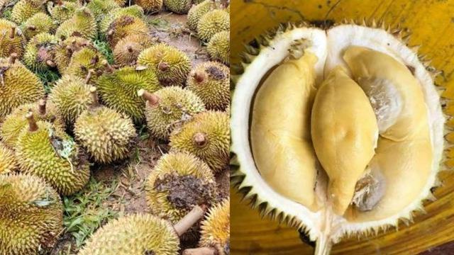 榴蓮從哪里進貨便宜又好吃視頻，榴蓮從哪里進貨最便宜？