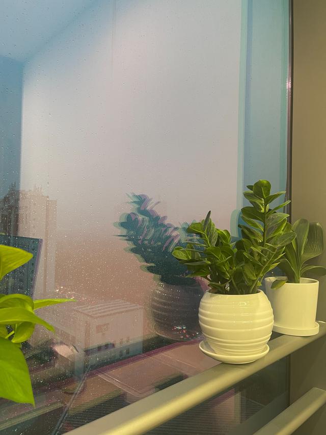 金代理的秘密半血族_第一季__啵樂_-_腐味滿滿，金代理的秘密又名半血族啵樂？