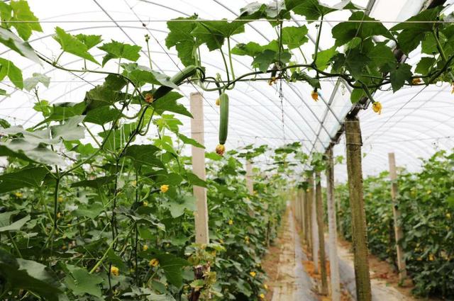 大量蔬菜怎樣找銷售渠道呢，大量蔬菜怎樣找銷售渠道呢視頻？