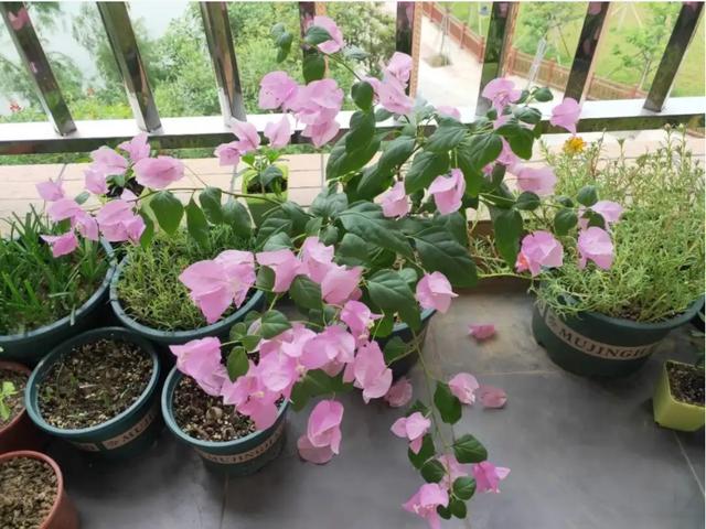 廣州花卉批發(fā)市場進貨渠道，廣州花卉批發(fā)市場進貨渠道有哪些？