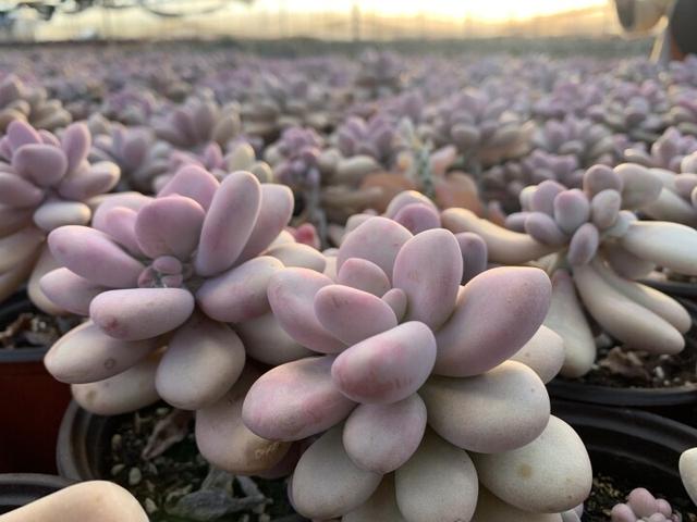 附近綠植批發(fā)基地，附近綠植批發(fā)基地在哪里？