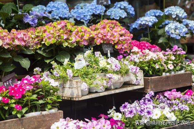 附近綠植批發(fā)基地電話，綠植批發(fā)基地在哪？
