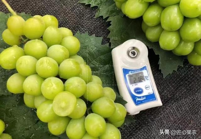 果樹苗批發(fā)基地三年苗各種苗大全價格，果樹苗批發(fā)基地三年苗各種苗大全櫻花？