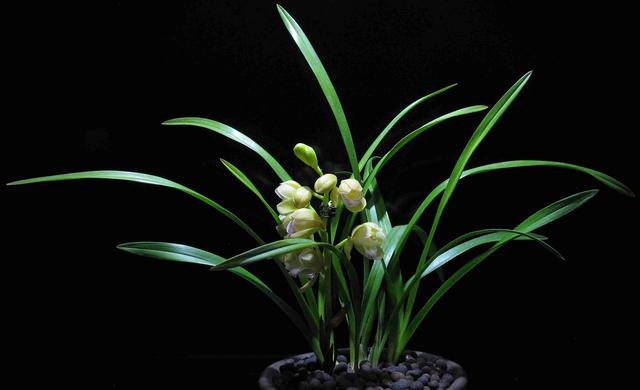 賣花去哪里進貨好南京仙林，賣花去哪里進貨好南京仙林店？