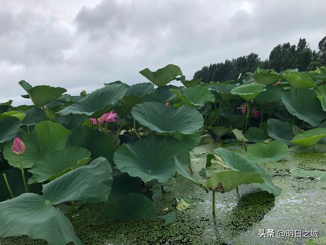 陶瓷批發(fā)市場在哪個(gè)地方最便宜的呢，陶瓷批發(fā)哪里最便宜？