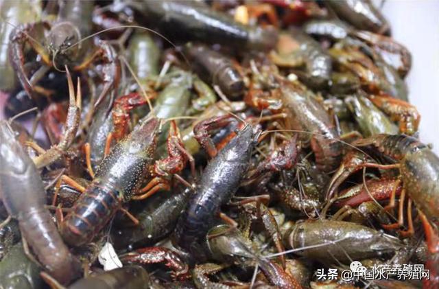 小龍蝦進貨渠道價格，小龍蝦進貨渠道價格表？