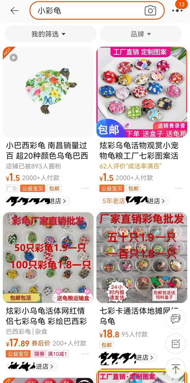 地?cái)偵腺I(mǎi)的小彩龜要怎么養(yǎng)活，地?cái)偵腺I(mǎi)的小彩龜要怎么養(yǎng)活呢？