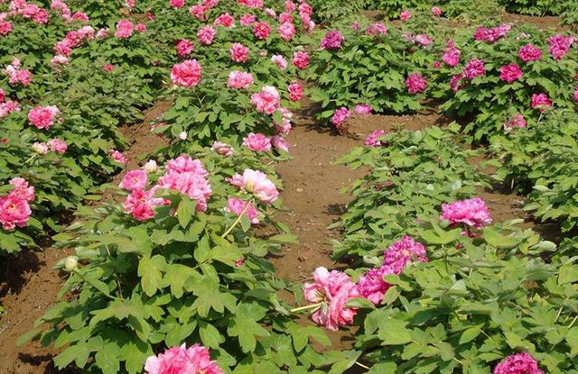 牡丹花苗批發(fā)價格表，牡丹花苗批發(fā)價格及圖片？