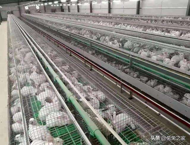 10塊一只兔子批發(fā)哪里有，批發(fā)兔子多少錢一只？
