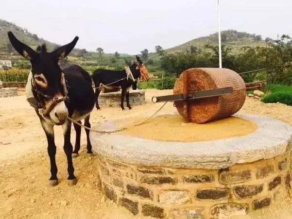 驢肉市場價格多少錢一斤，驢肉驢肉多少錢一斤？
