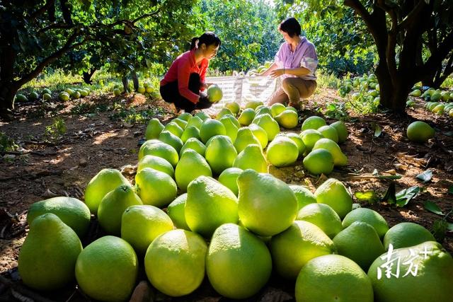 柚子聯(lián)盟代理平臺(tái)，柚子聯(lián)盟代理平臺(tái)官網(wǎng)？