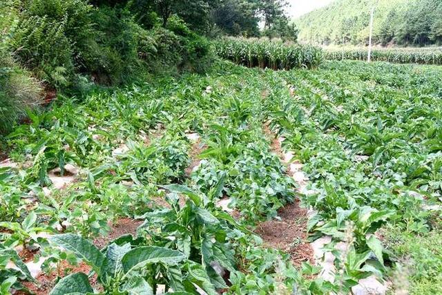夾皮溝旱煙多少錢一斤，東北夾皮溝旱煙多少錢一斤？