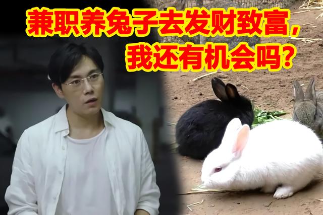 兔子價格多少錢一只，一個兔子賣多少錢？