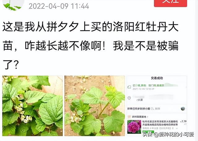 牡丹花苗批發(fā)價格，牡丹花苗批發(fā)價格淘寶？