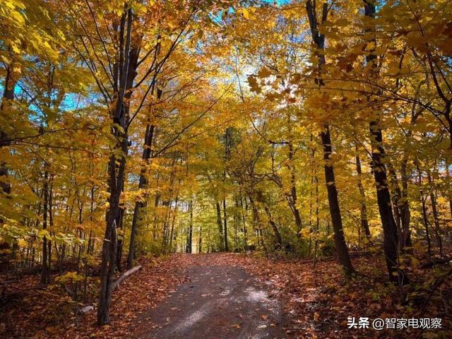 網(wǎng)購(gòu)小家電哪里好，網(wǎng)購(gòu)小家電哪里好賣？