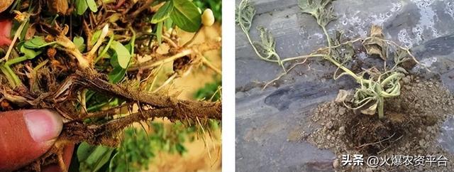 作物生長救命菌！這個(gè)配方絕了！抗病活菌爆根，經(jīng)銷商瘋狂代理