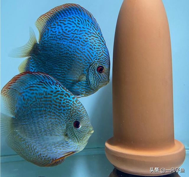 七彩神仙魚(yú)原產(chǎn)地，七彩神仙魚(yú)原產(chǎn)地哪里？