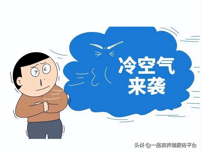 海南鵝苗多少錢一只，海南鵝苗多少錢一只在哪里買？