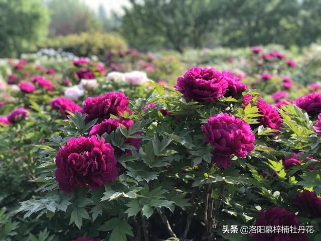 牡丹花苗價格_產(chǎn)地貨源，牡丹花苗批發(fā)價格？