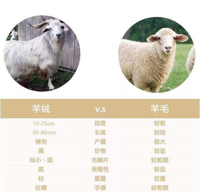 羊絨大廠家貨源微商推薦，羊絨大廠家貨源微商推薦圖片？