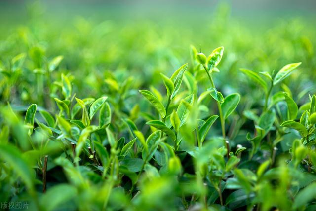 微商賣茶葉聊天技巧，微商賣茶葉的廣告詞？